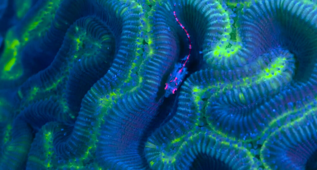 Fluorescent Fish! See more in WEATHER.