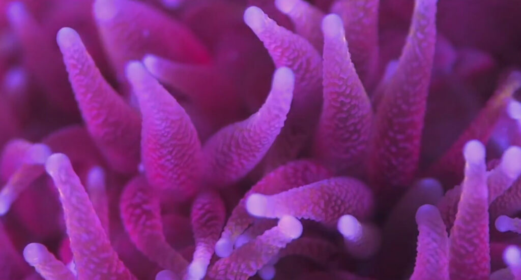 Lovely pink fluorescing coral - see more in WEATHER