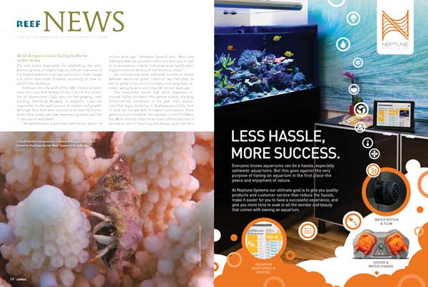 "Reefs grow most rapidly when staghorns are the dominant reef-building corals," reports Prof. John Pandolfi, but,"the very corals responsible for establishing the overwhelming mass of today’s tropical reefs are now some of the most threatened coral species due to climate change and other man-made stressors..." - Learn more in this issue's Reef News section.