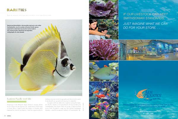 East Pacific fishes such as this Blacknosed Butterflyfish, Johnrandallia nigrirostris, lead off this issue's "Rarities," which also features hardy Spotted Seastars and Red Banded Lobsters, just to highlight a few.