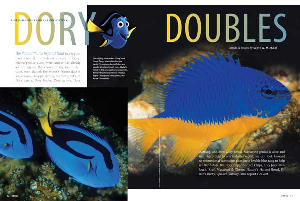 Reef fishes expert Scott W. Michael revisits the blue & yellow damselfish species in the genus Chrysiptera in search of the perfect Dory Double; electric-blue "Dory" alternatives suitable for beginners or the smaller saltwater fish tank.