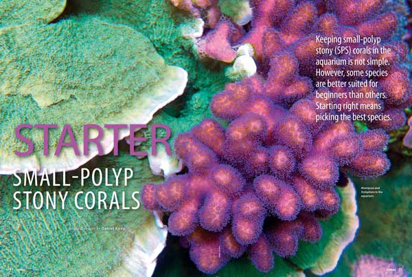 "Most coral reef aquarists dream of keeping fast-growing stony corals that form various shapes and boast attractive colors." Daniel Knop notes, "However, some species are better suited for beginners than others. Starting right means picking the best species." Learn more inside the newest issue of CORAL.