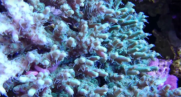 VIDEO Trio: Underwater Reefs By Sander Kanters