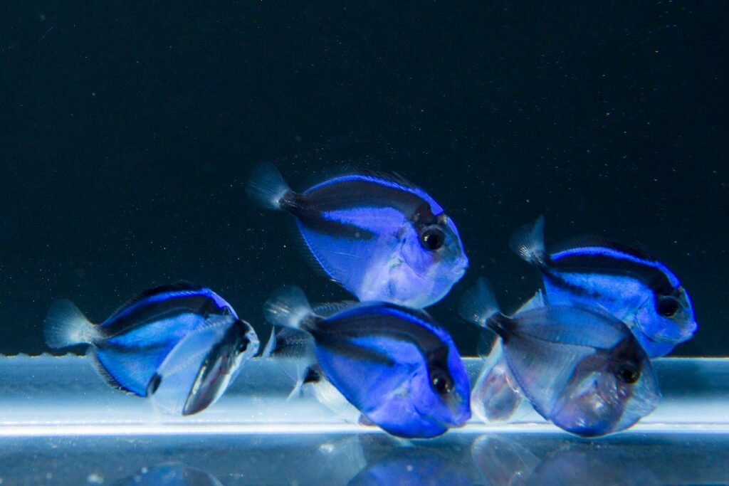 Pacific blue tang (Paracanthurus hepatus) juveniles - 55dph. Now aproximately 25mm (slightly larger than a quarter). Blue and black coloration developing. No yellow yet. Photo by Tyler Jones. Image courtesy of the UF IFAS Tropical Aquaculture Laboratory