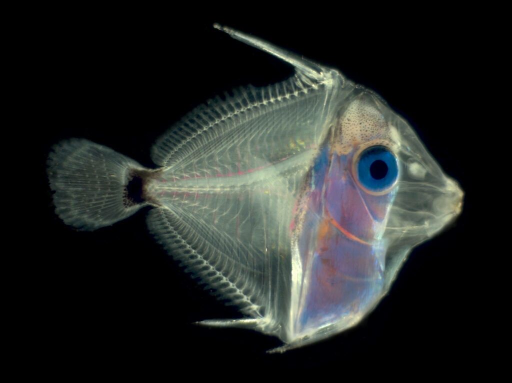 Pacific blue tang (Paracanthurus hepatus) , 33dph. Approximately 7m long. Body development continues. Black coloration present at the peduncle. Image courtesy of the UF IFAS Tropical Aquaculture Laboratory