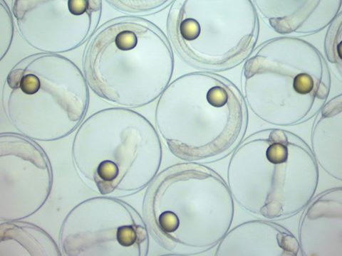 Pacific Blue Tang (Paracanthurus hepatus) eggs collected from broodstock at the Tropical Aquaculture Lab. Egg diameter approximately 750um. All lipid droplets are eccentric. Image courtesy of the UF IFAS Tropical Aquaculture Laboratory