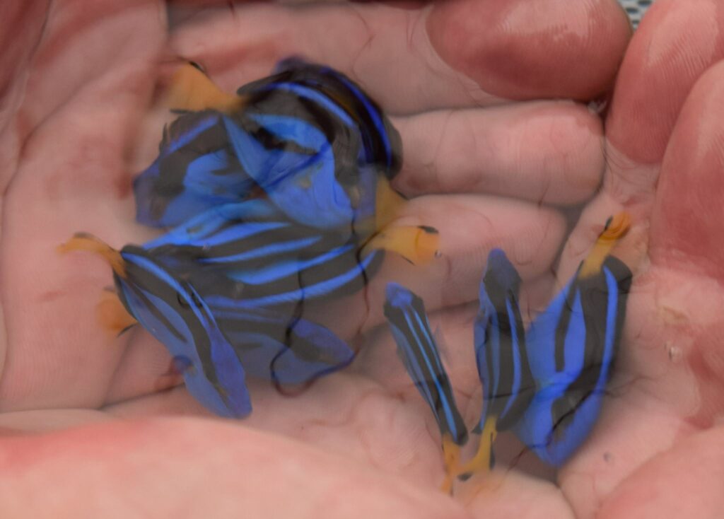 Two of the world's first captive-bred Pacific Blue Tangs, aka. Blue Hep Tang, Hippo Tang, Pallete Surgeonfish, Paracanthurus hepatus, are set to be auctioned off to the highest bidder on September 9th, 2016.