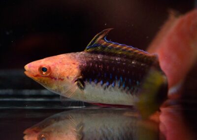 Cirrhilabrus hygroxerus male at Carolina Aquatics.