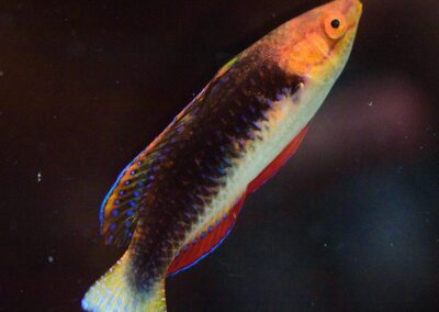 Cirrhilabrus hygroxerus male at Carolina Aquatics.