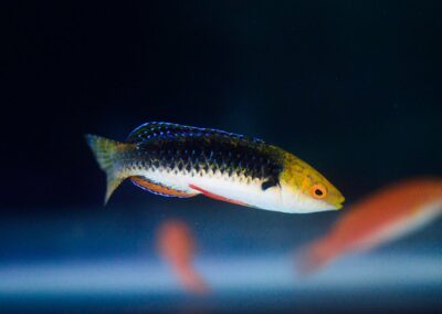 Cirrhilabrus hygroxerus male at Carolina Aquatics.