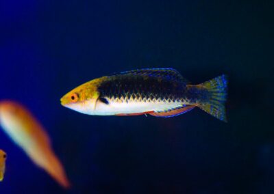 Cirrhilabrus hygroxerus male at Carolina Aquatics.