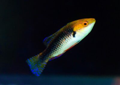 Cirrhilabrus hygroxerus male at Carolina Aquatics.