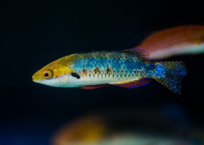 Cirrhilabrus hygroxerus male at Carolina Aquatics.