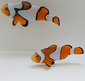 New Salva Dali Clownfish (Amphiprion Percularis (Dv/+)) from Sustainable Aquatics