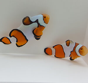 New Salva Dali Clownfish (Amphiprion Percularis (Dv/+)) from Sustainable Aquatics