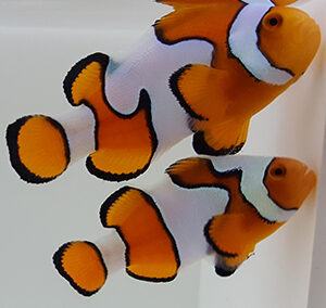 New Salva Dali Clownfish (Amphiprion Percularis (Dv/+)) from Sustainable Aquatics