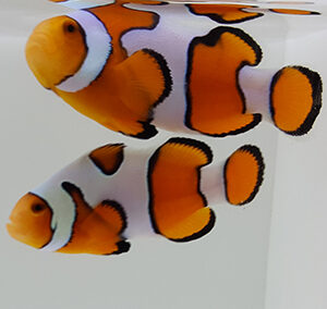 New Salva Dali Clownfish (Amphiprion Percularis (Dv/+)) from Sustainable Aquatics