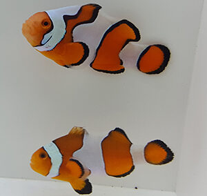 New Salva Dali Clownfish (Amphiprion Percularis (Dv/+)) from Sustainable Aquatics