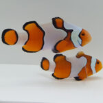 New Salva Dali Clownfish (Amphiprion Percularis (Dv/+)) from Sustainable Aquatics