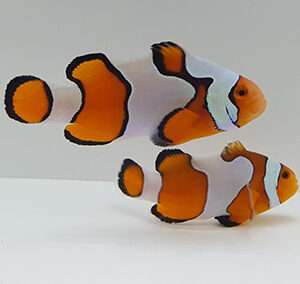 New Salva Dali Clownfish (Amphiprion Percularis (Dv/+)) from Sustainable Aquatics