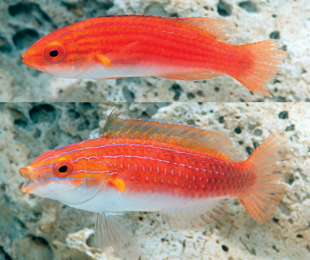 Females / Juveniles of the newly described Monsoon Fairy Wrasse are mainly red. Photo Credit: Michael Hammer with the Museum and Art Gallery of the Northern Territory.