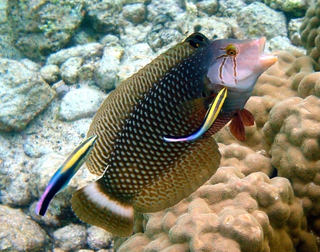 A Dragon Wrasse, Novaculichthys taeniourus, is being cleaned by Rainbow or Hawaiian Cleaner Wrasses, Labroides phthirophagus, on a reef in Hawaii. Creative Commons - CC-BY-SA 3.0 - cropped from original image by Brocken Inaglory