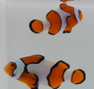 New Salva Dali Clownfish (Amphiprion Percularis (Dv/+)) from Sustainable Aquatics