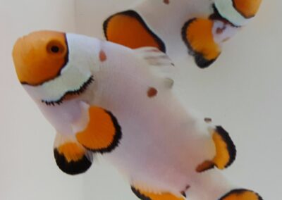 New Salva Dali Clownfish (Amphiprion Percularis (Dv/+)) from Sustainable Aquatics