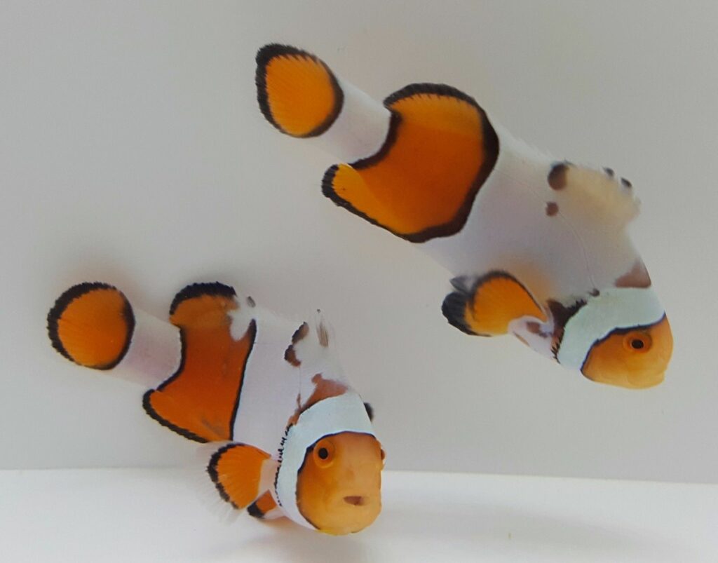 New Salva Dali Clownfish (Amphiprion Percularis (Dv/+)) from Sustainable Aquatics - this pair shows some interesting smudgy markings as well.