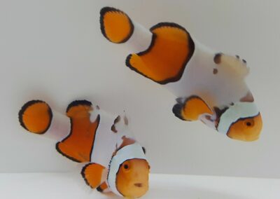 New Salva Dali Clownfish (Amphiprion Percularis (Dv/+)) from Sustainable Aquatics