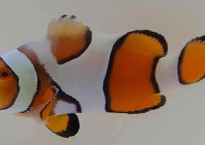 New Salva Dali Clownfish (Amphiprion Percularis (Dv/+)) from Sustainable Aquatics