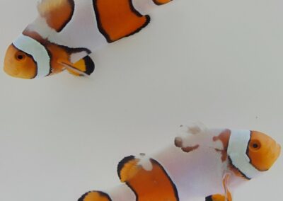 New Salva Dali Clownfish (Amphiprion Percularis (Dv/+)) from Sustainable Aquatics