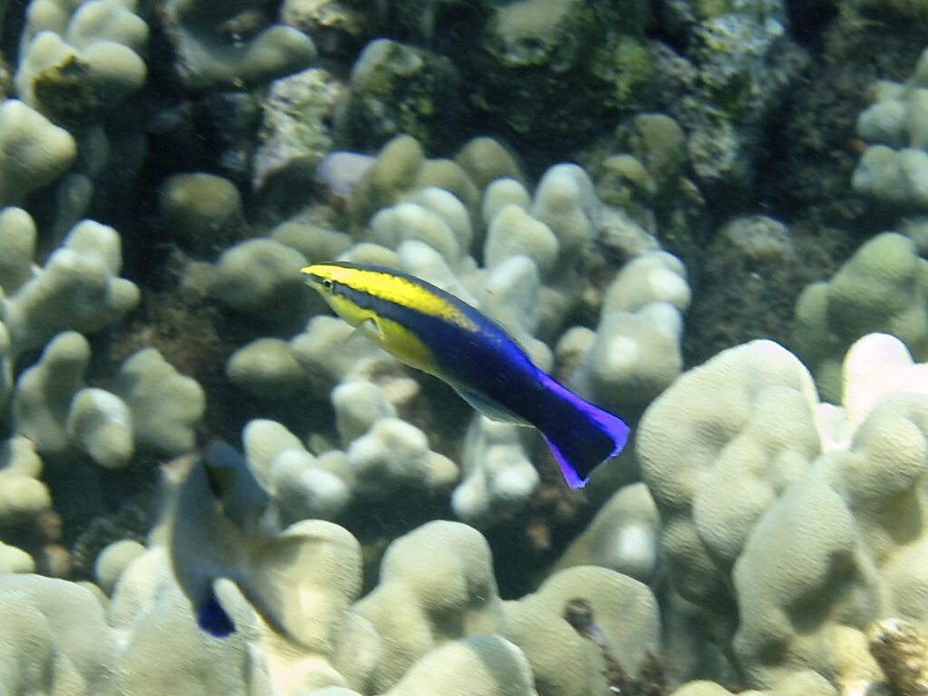 A glorious Hawaiian Cleaner Wrasse, here seen off Old Airport Beach, Maui, HI, at a depth 10ft. While still "best left in the ocean" as a wild-caught fish, captive-breeding could truly make this fish a welcomed addition to our aquariums. <a href="https://commons.wikimedia.org/w/index.php?curid=35711099" target="_blank">By AM Smith</a> - CC BY-SA 4.0