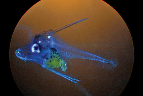 Bali Aquarich Hippo Tang 18 dph: Su Wen-Ping of Bali Aquarich repeatedly brings Blue Tang larvae to 18–25 dph when the larvae measure 3–4 mm. Development at this point is still preflexion and a long way from settlement.