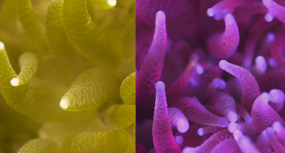VIDEO: How to Film Coral Fluorescence