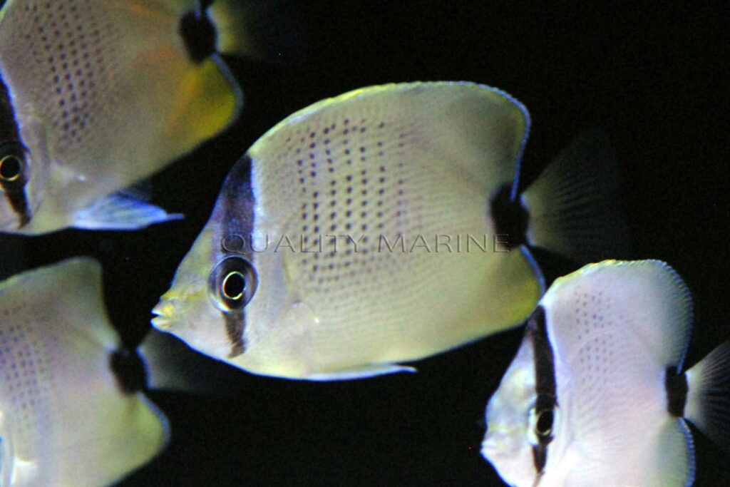 Captive-bred Chaetodon miliaris have made their trade debut through Quality Marine.