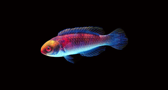 Quality Marine Receives New “Darwin’s Glow Fairy Wrasse”