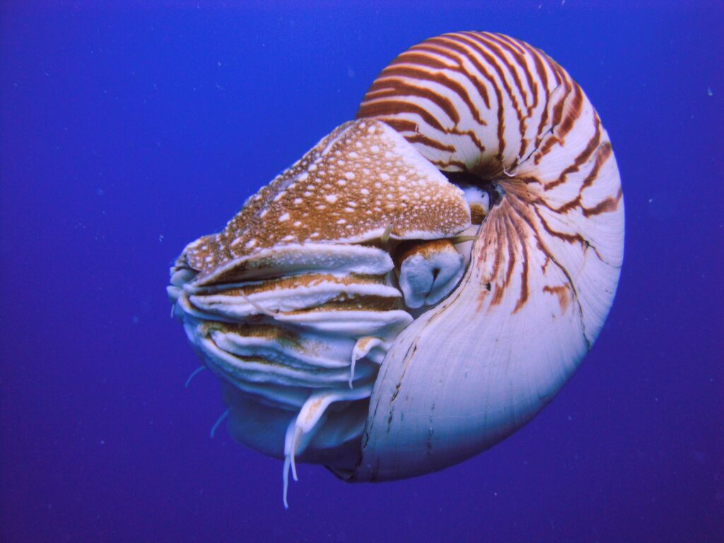Trade in Nautilus spp., such as this N. belauensis from Palau, will now be regulated under CITES Appendix II. The curio/shell trade is mainly cited as the cause for population declines of Nautilids. Image by Manuae - CC BY-SA 3.0