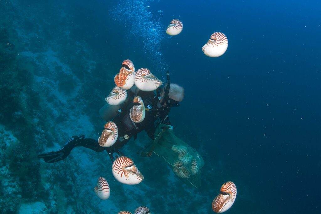 Dr. Bruce Carlson releasing Nautilus belauensis in Palau in 2015 during a research effort there to assess population changes since 1982. Image courtesy Marj Awai.