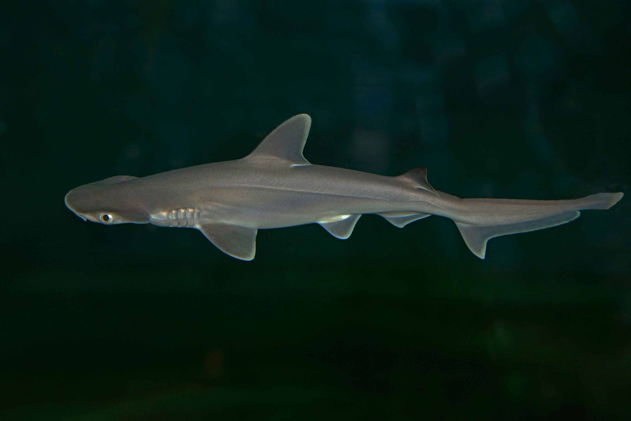 Bonnethead Shark Pups Born at Toledo Zoo & Aquarium - CORAL Magazine