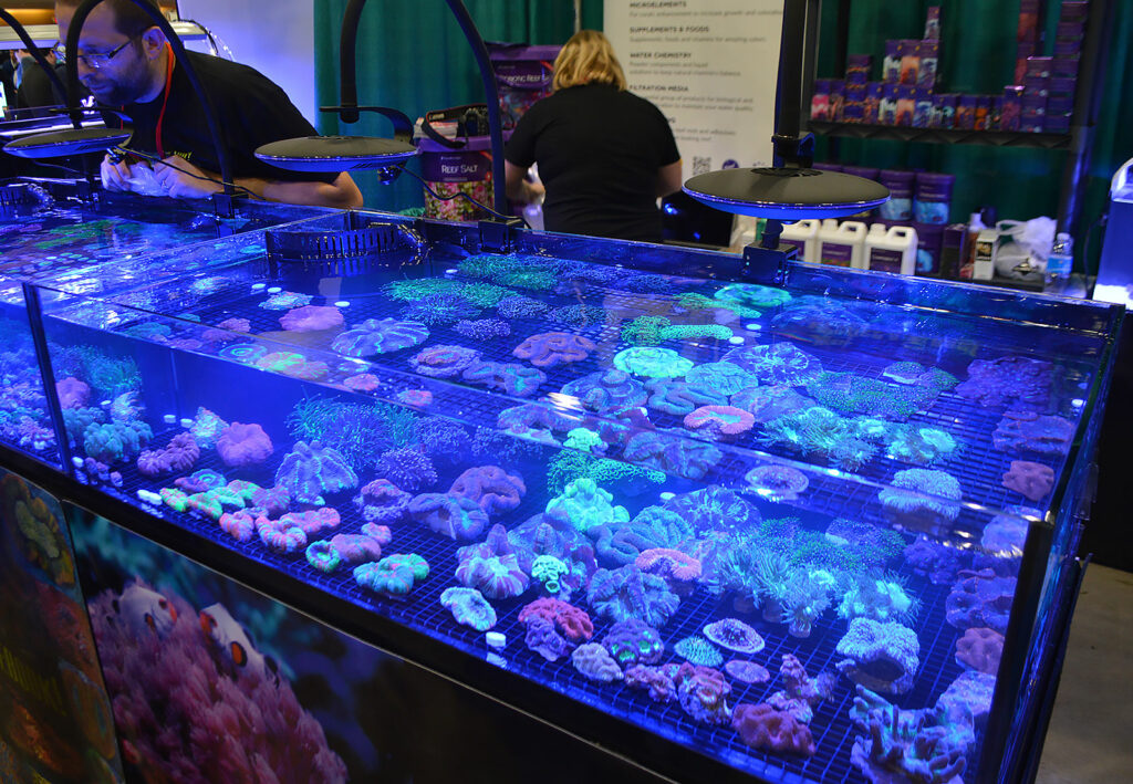More coral sale offerings, these by Wojtek's Reef.