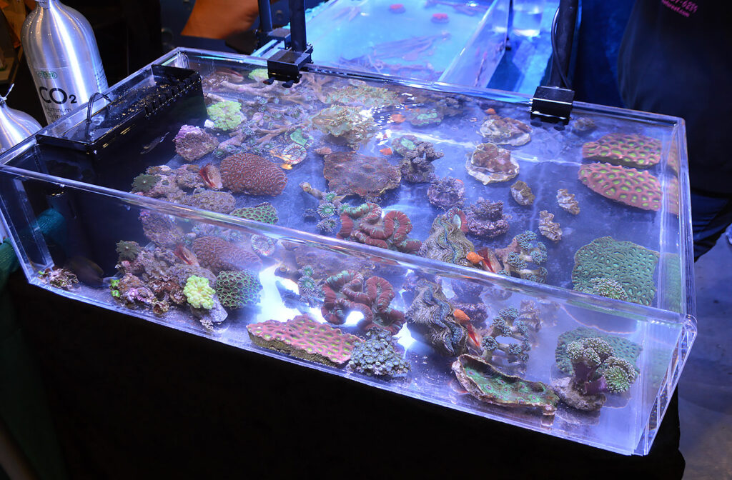 More marine aquarium livestock offerings; this was one of the aquariums at Beef's Reef.