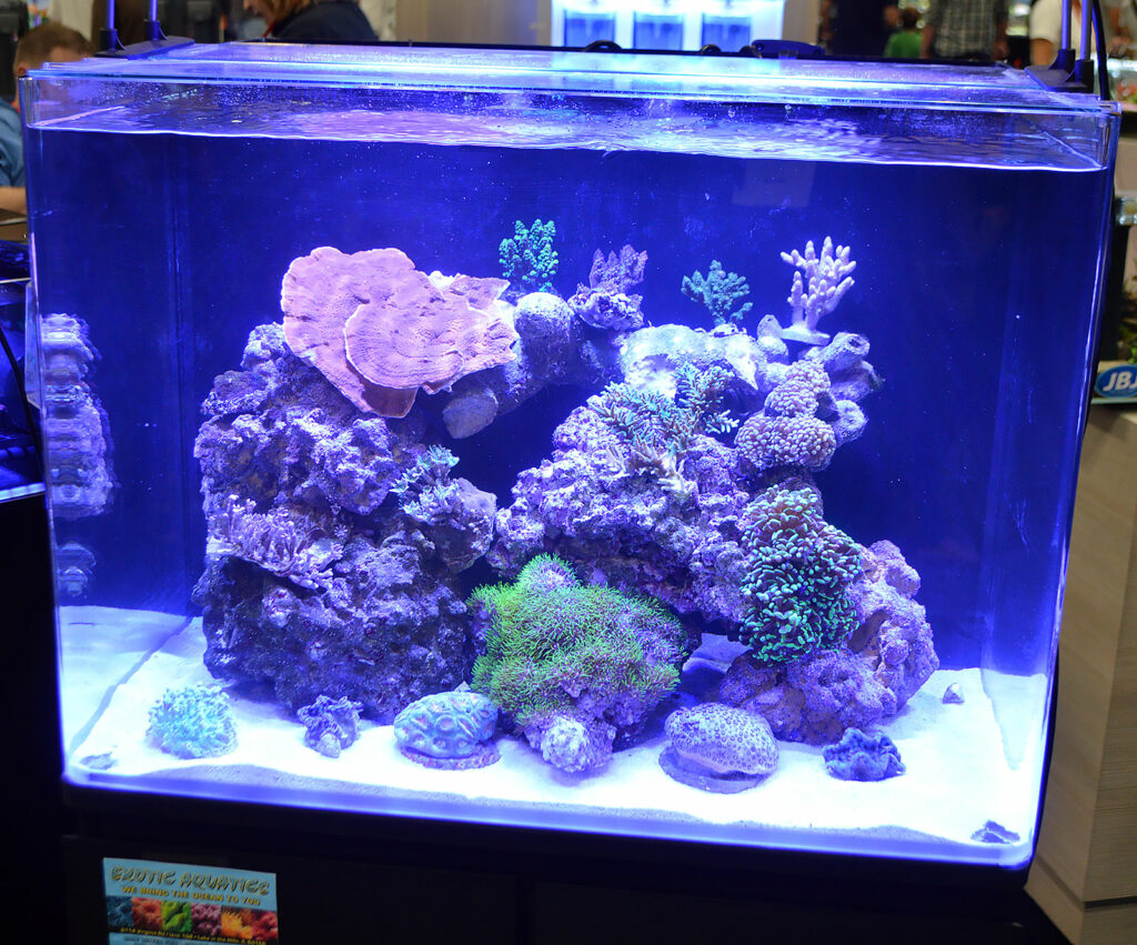 JBJ's large booth offered a few marine aquariums, including this small reef put together with Exotic Aquatics.