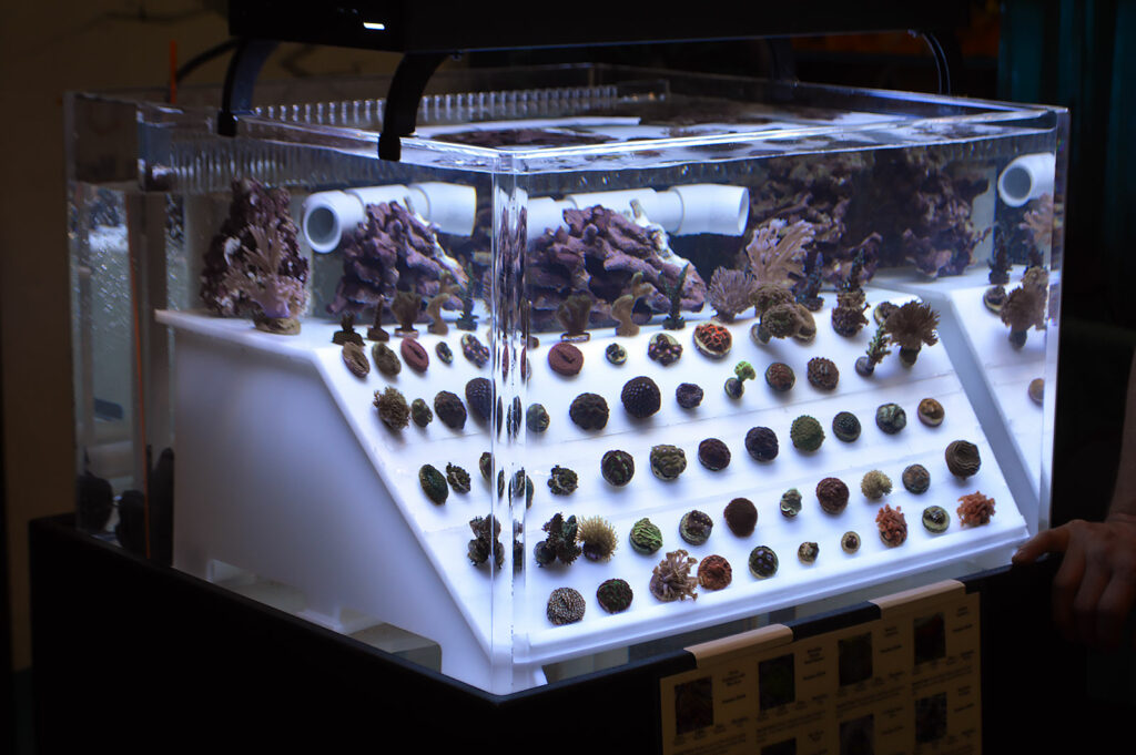 Marine aquarium livestock wholesaler A & M Aquatics offered up a rather unique display of coral frags.