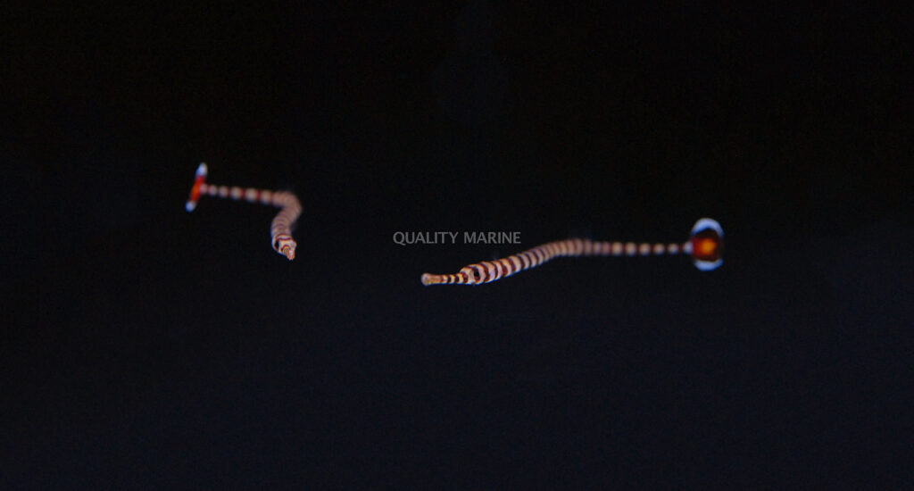 One more look at the captive-bred Glow-tail Pipefish debuting at Quality Marine.