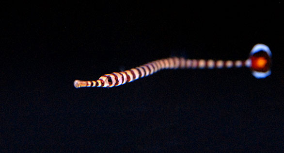 Captive-Bred Glow-Tail Pipefish Debut at Quality Marine
