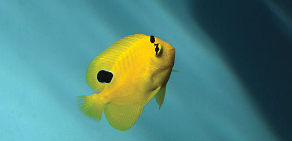 A juvenile captive-bred Goldflake Angelfish, Apolemichthys xanthopunctatus, released by Bali Aquarich in 2016. Click to learn more now in our online bonus article! Image credit: Matt Pedersen