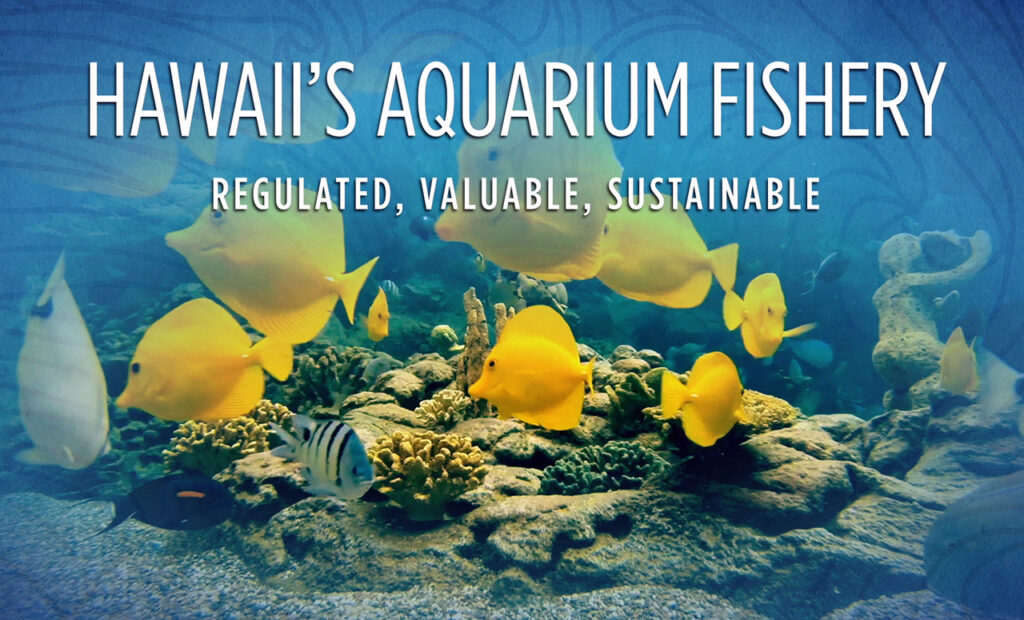 Hawaii's Aquarium Fishery: Regulated, Valuable, Sustainable, a new documentary from the Big Island Association of Tropical Fishermen, is the latest installment in the debate that rages over Hawaii's marine aquarium fishery. Watch the video in full at the end of the story.