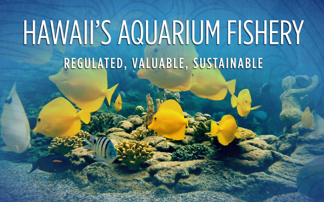 VIDEO: Hawaii’s Aquarium Fishery: Regulated, Valuable, Sustainable