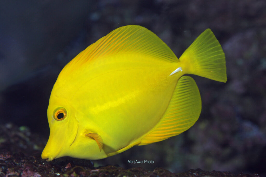 One of the foremost species kept in aquariums around the world is the Hawaiian Yellow Tang (Zebrasoma flavescens).
